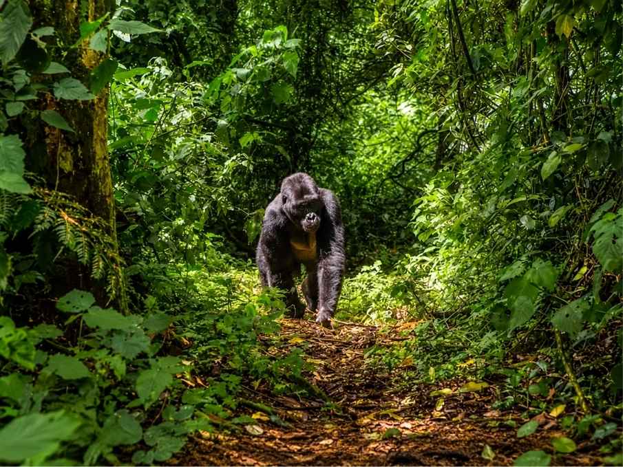 The Arabuko Sokoke coastal forest — Kenya's largest indigenous coastal forest.