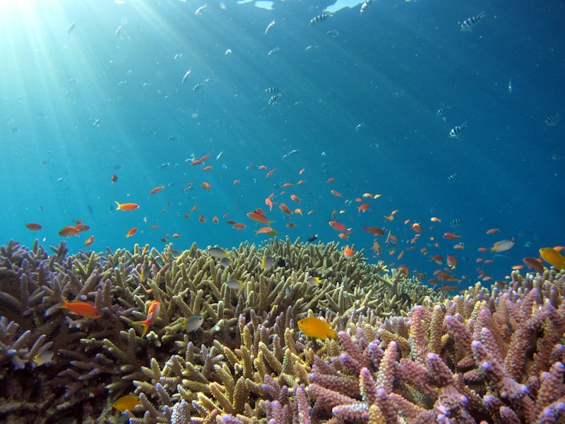 Watamu Marine National Park — coral reef, tropical fish, and protected waters in Kenya.