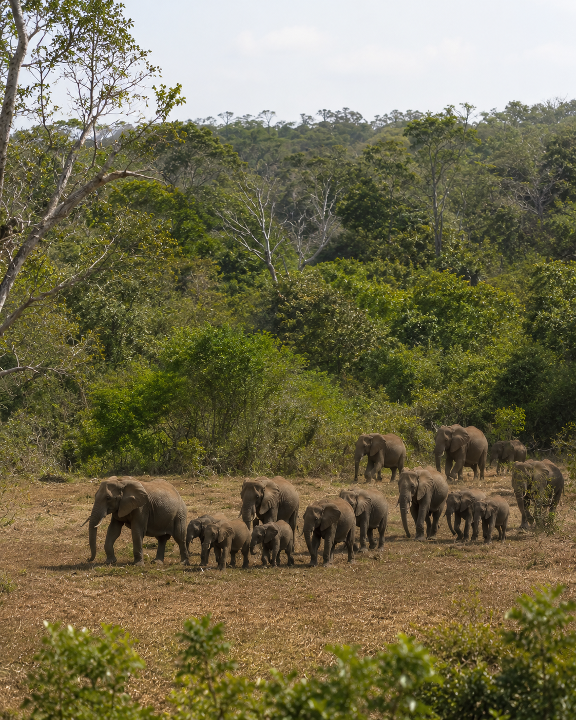 The Arabuko Sokoke coastal forest — Kenya's largest indigenous coastal forest.