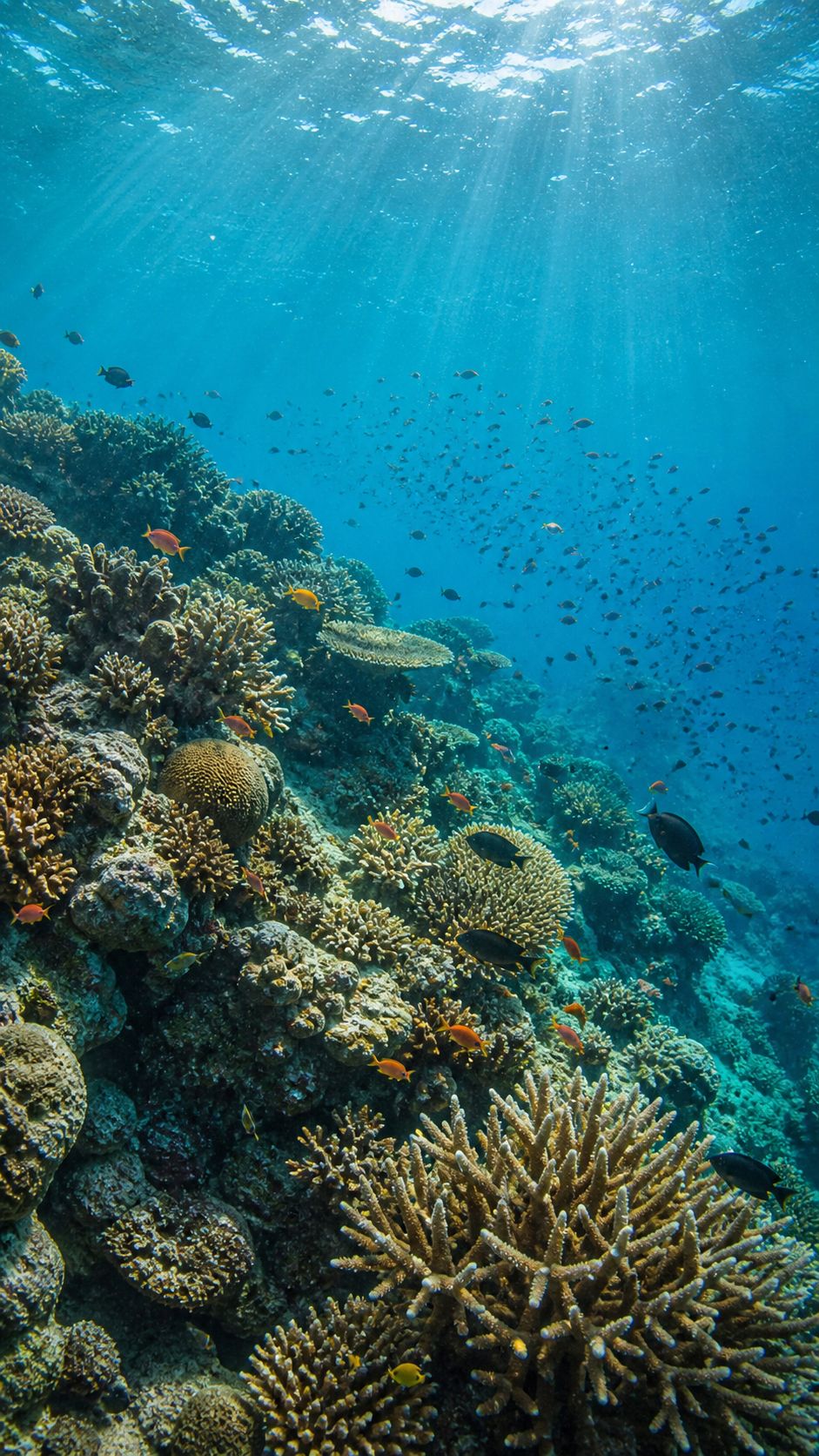 Sunlight streaming through clear blue water over a diverse coral reef with schools of tropical fish in Watamu Kenya