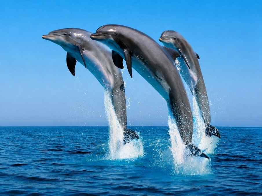 Dolphins jumping out of the water— the Blue Safari off the Watamu coast, Kenya.