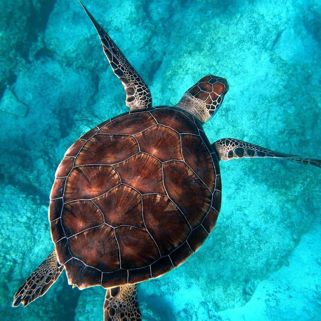 Watamu Marine National Park — coral reef, tropical fish, and protected waters in Kenya.